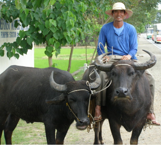 carabao