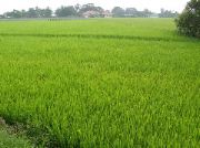 rice_field