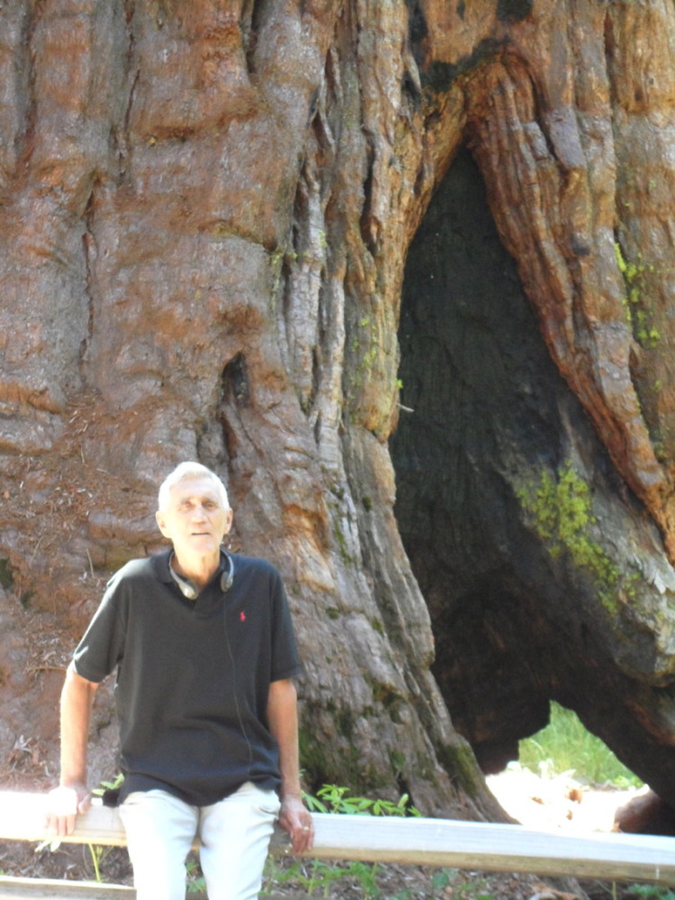 Luz in front of tree