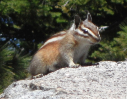 Chipmunk at Glacier Point