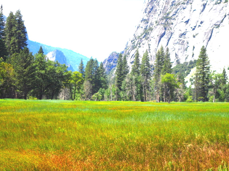 Water meadows