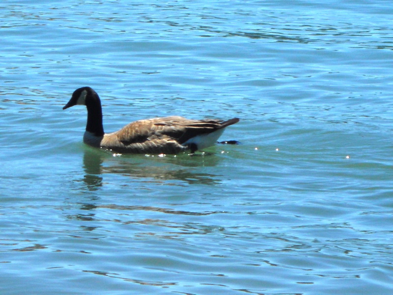 Duck on Bass Lake