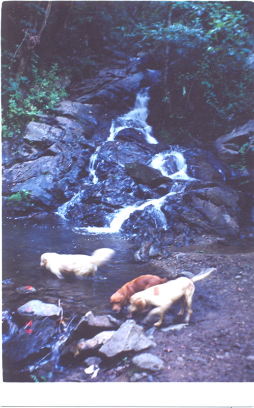 dogs_in_water