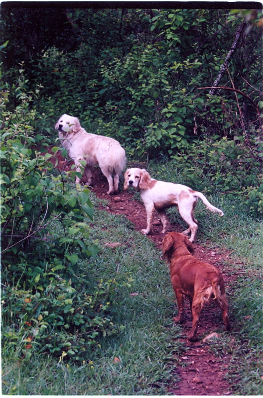 dogs_trail