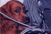 bonnie_cabling_1