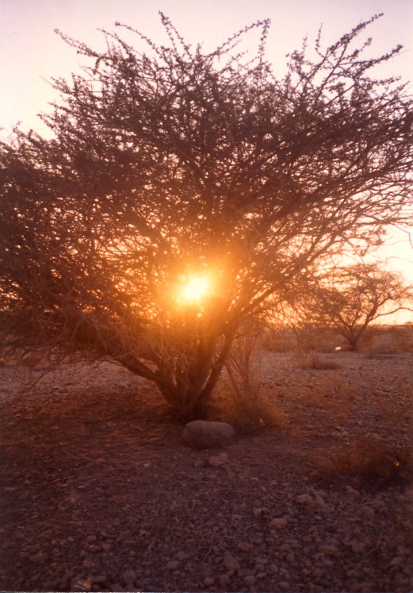 burning_bush_in_desert