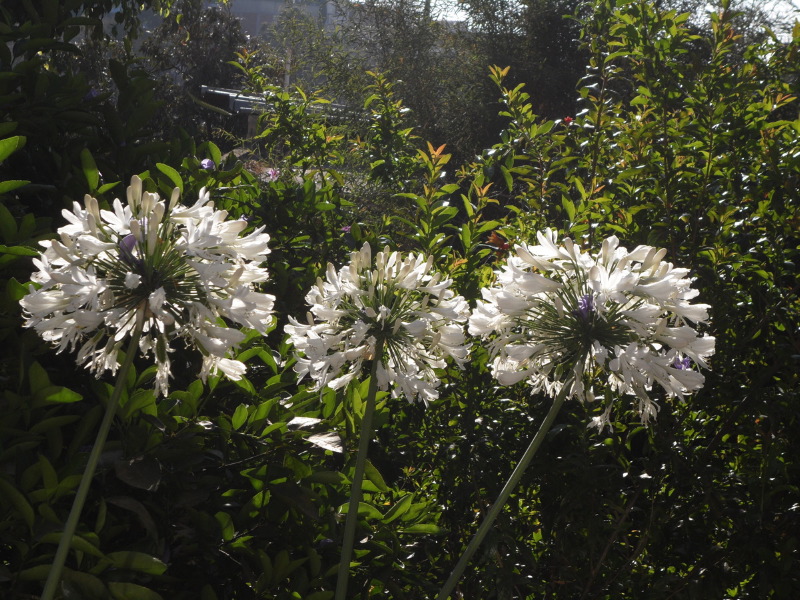 agapanthus