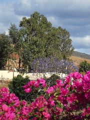 first-jacaranda