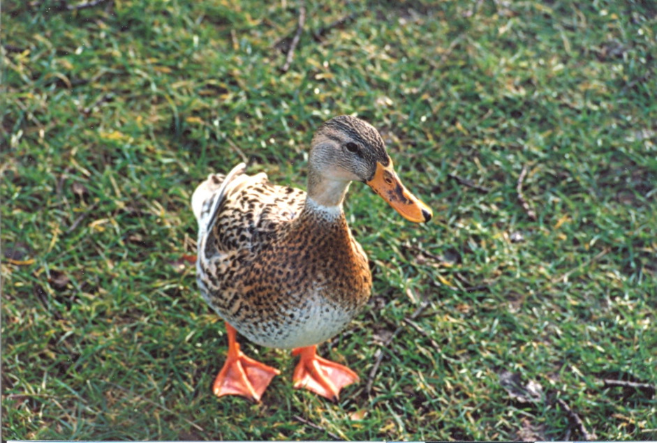 luz_london_duck