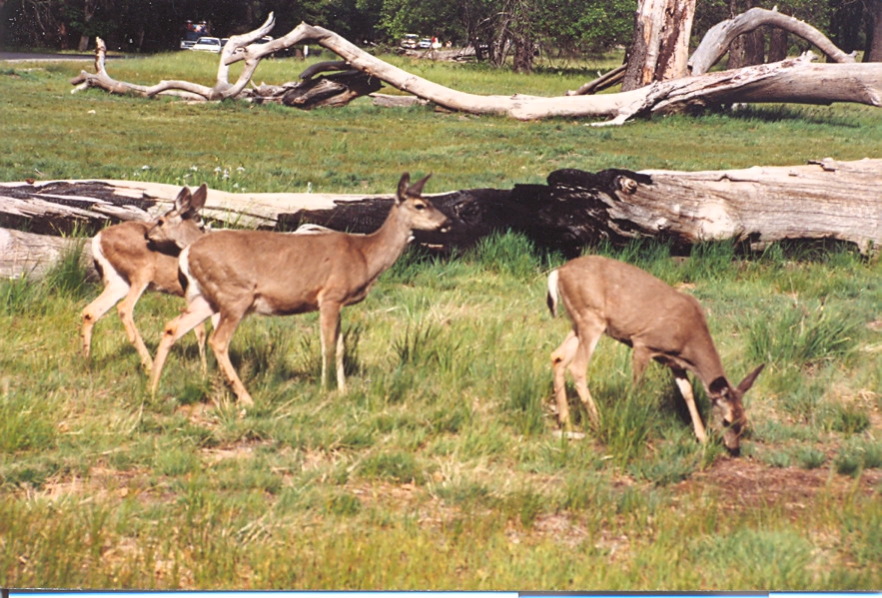 yosemite_deer