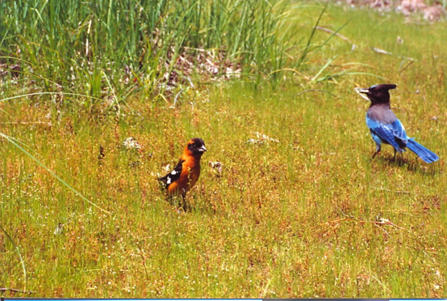 yosemite_birds