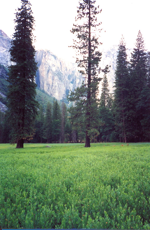 Meadow