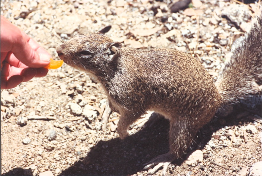 California_ground_squirrel