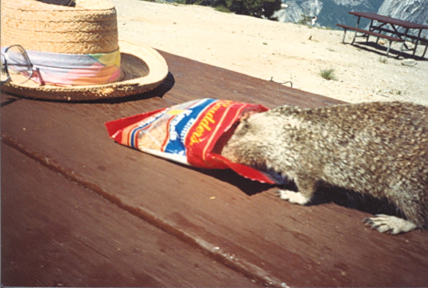 yosemite_ground_squirrel