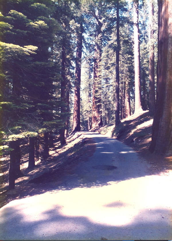 Sequoia_trees