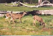 yosemite_deer