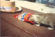 yosemite_ground_squirrel