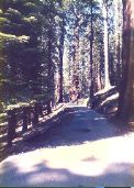 Sequoia_trees