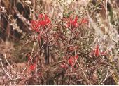 Indianpaintbrush