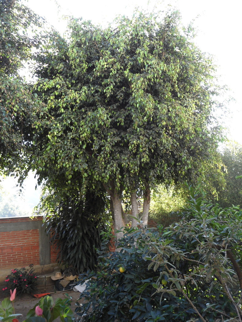 ficus_2911