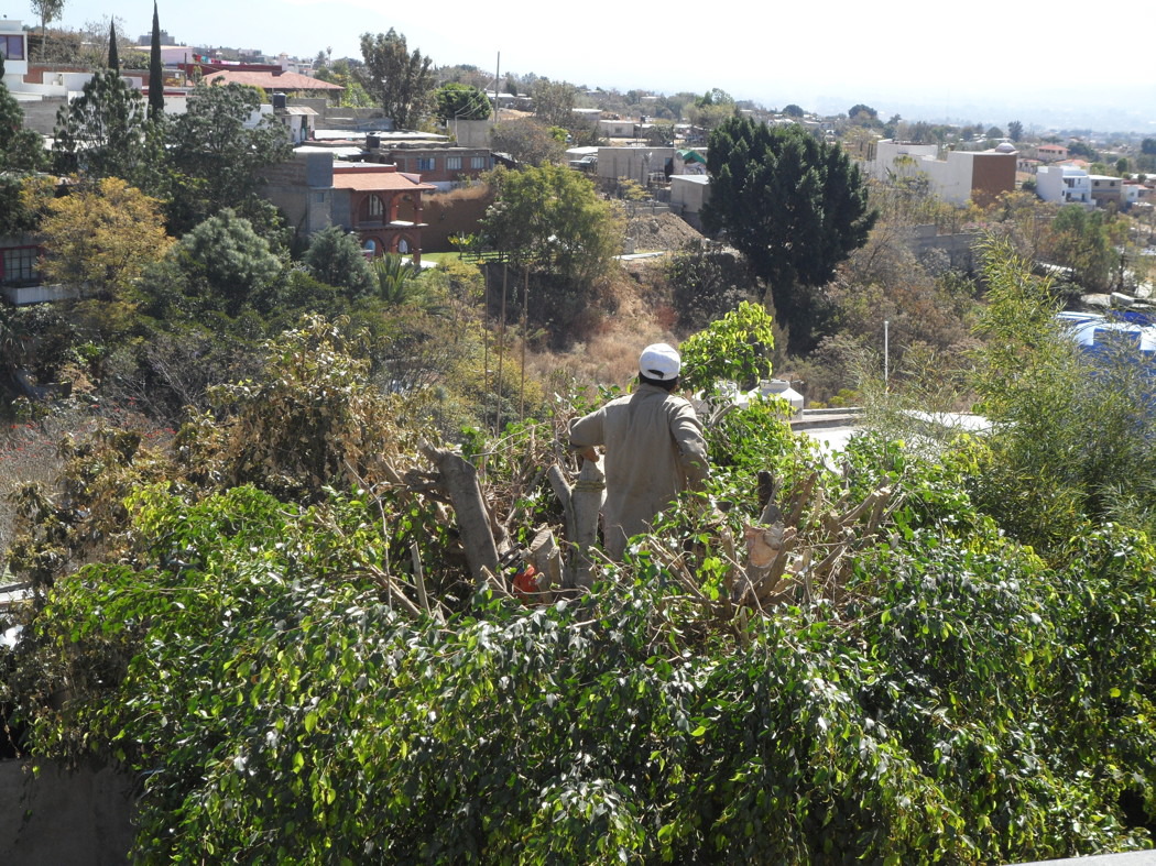 ficus_2942
