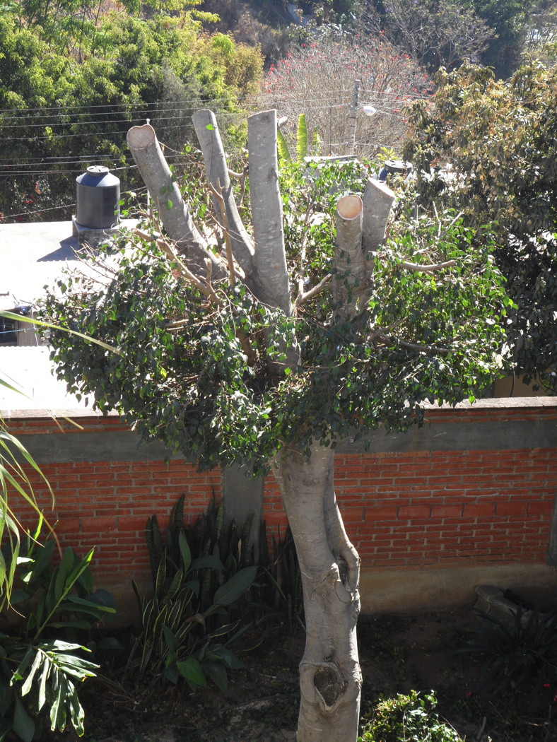 ficus_2938