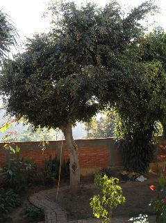 ficus_2910